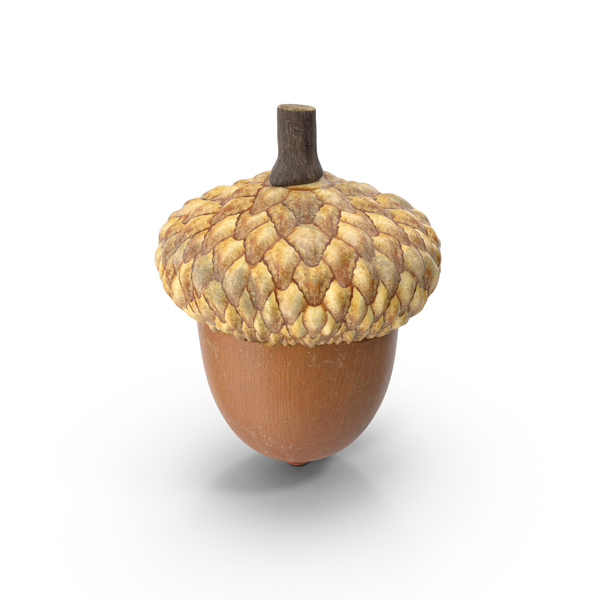 Acorn PNG & PSD Images Acorn PNG & PSD Images