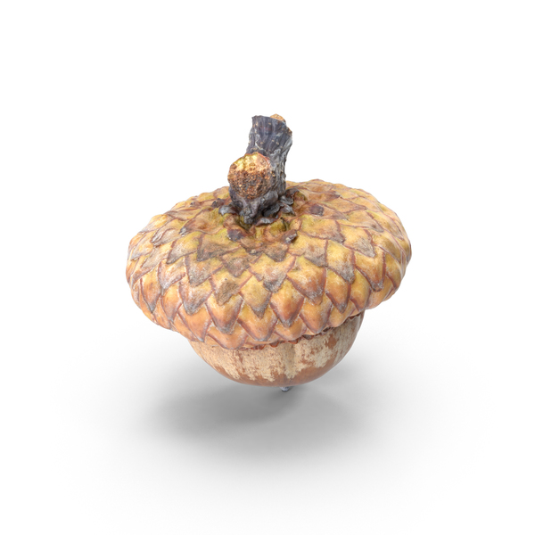 Acorn Straight PNG & PSD Images Acorn Straight PNG & PSD Images