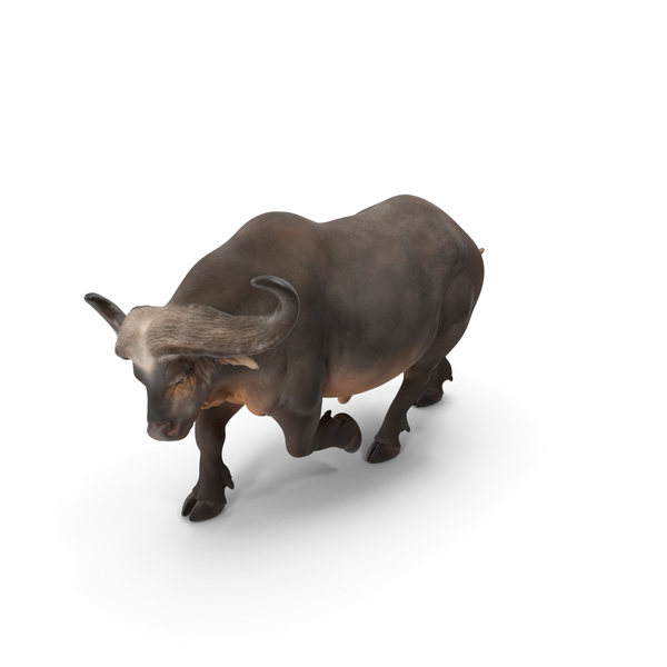 Animal: African Buffalo Attacking Pose PNG & PSD Images Animal: African Buffalo Attacking Pose PNG & PSD Images