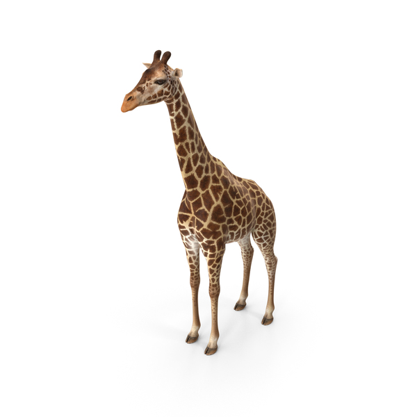 African Giraffe PNG & PSD Images African Giraffe PNG & PSD Images