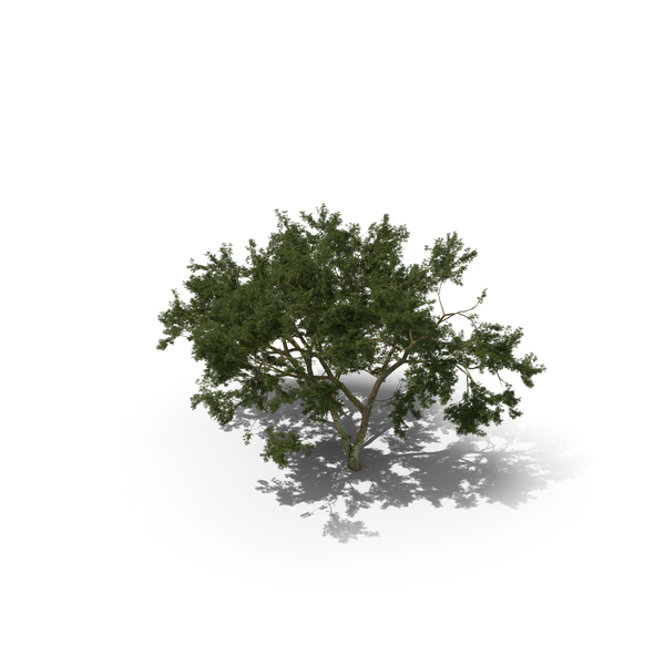Deciduous: African Tree PNG & PSD Images Deciduous: African Tree PNG & PSD Images