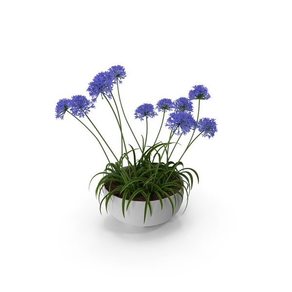 Lily: Agapanthus PNG & PSD Images Lily: Agapanthus PNG & PSD Images