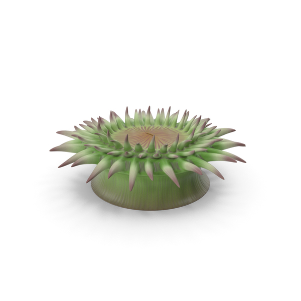 02 Sea Creatures: Aggregating Anemone PNG & PSD Images 02 Sea Creatures: Aggregating Anemone PNG & PSD Images