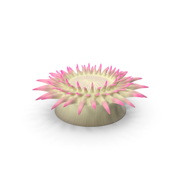 Aggregating Anemone PNG & PSD Images Aggregating Anemone PNG & PSD Images