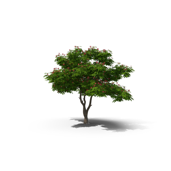 Flowering Tree: Albizia Julibrissin Blooming PNG & PSD Images Flowering Tree: Albizia Julibrissin Blooming PNG & PSD Images
