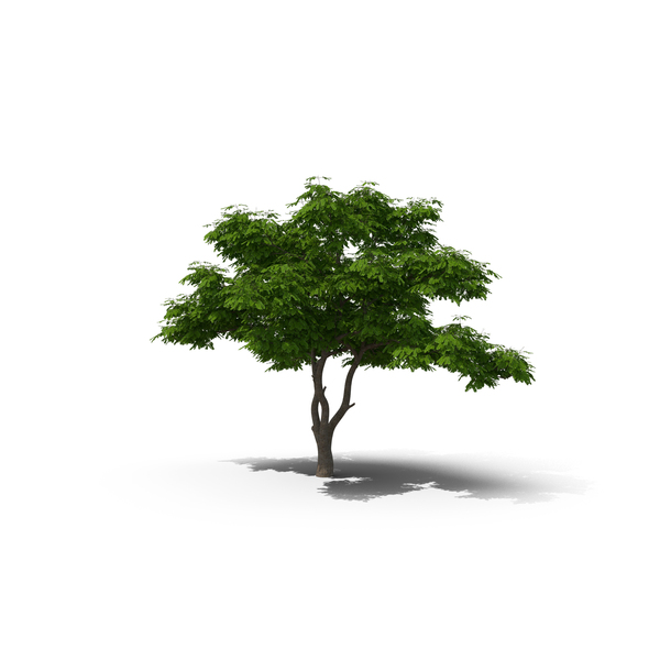 Deciduous Tree: Albizia Julibrissin Deflorate PNG & PSD Images Deciduous Tree: Albizia Julibrissin Deflorate PNG & PSD Images