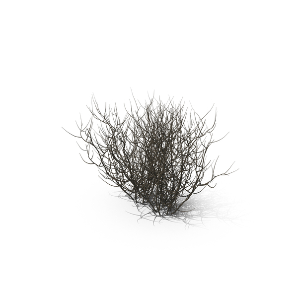 Tree: Almond Bare PNG & PSD Images Tree: Almond Bare PNG & PSD Images