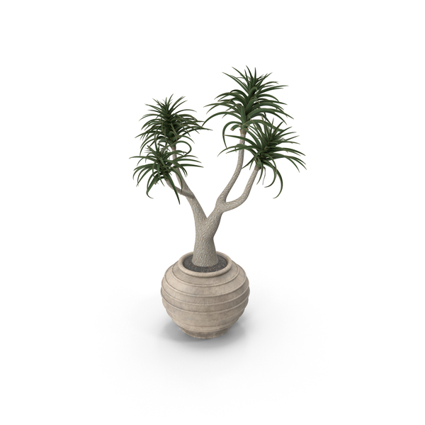 Aloe Barber Tree PNG & PSD Images Aloe Barber Tree PNG & PSD Images