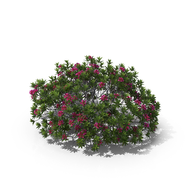 Bush: Alpen Rose PNG & PSD Images Bush: Alpen Rose PNG & PSD Images
