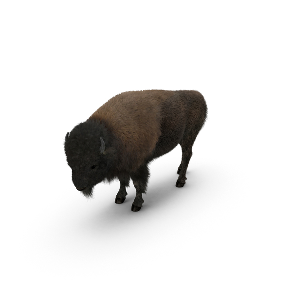 Buffalo: American Bison PNG & PSD Images Buffalo: American Bison PNG & PSD Images