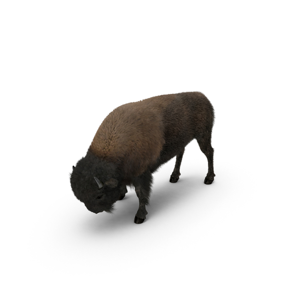 Buffalo: American Bison Grazing PNG & PSD Images Buffalo: American Bison Grazing PNG & PSD Images
