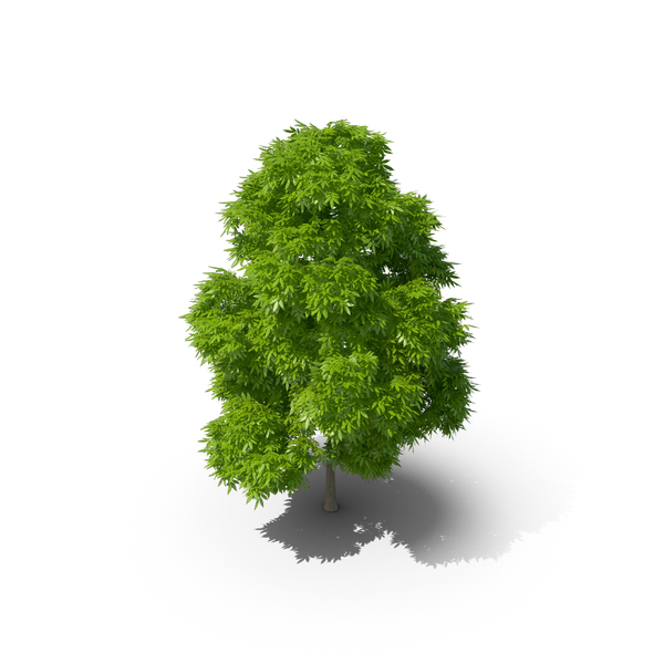 American Chestnut Tree PNG & PSD Images American Chestnut Tree PNG & PSD Images