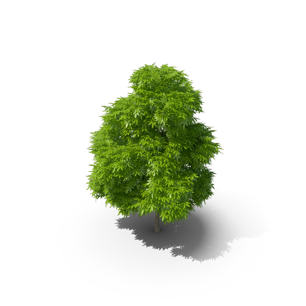 American Chestnut Tree PNG & PSD Images