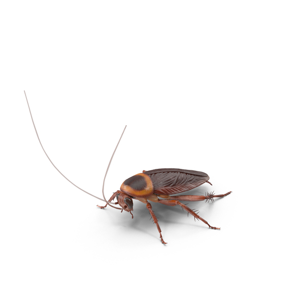 American Cockroach PNG & PSD Images