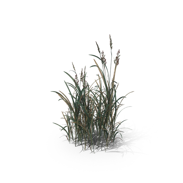 Grasses: American Sloughgrass (Beckmannia Hirsutiflora) PNG & PSD Images Grasses: American Sloughgrass (Beckmannia Hirsutiflora) PNG & PSD Images