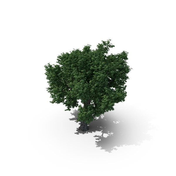 Amur Cork Tree PNG & PSD Images Amur Cork Tree PNG & PSD Images