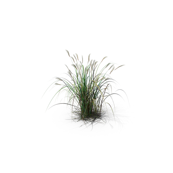 Grasses: Amur Silver-Grass PNG & PSD Images
