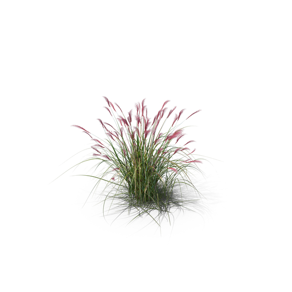 Grasses: Amur Silver-Grass PNG & PSD Images Grasses: Amur Silver-Grass PNG & PSD Images