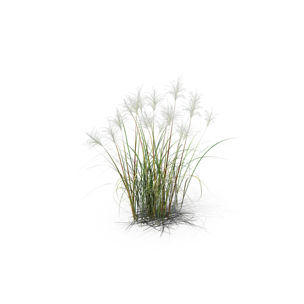 Grasses: Amur Silver-Grass PNG & PSD Images Grasses: Amur Silver-Grass PNG & PSD Images