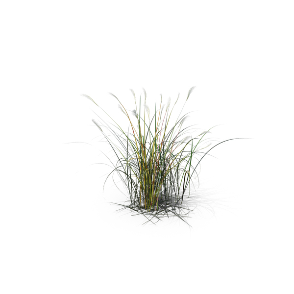 Grasses: Amur Silver-Grass PNG & PSD Images Grasses: Amur Silver-Grass PNG & PSD Images