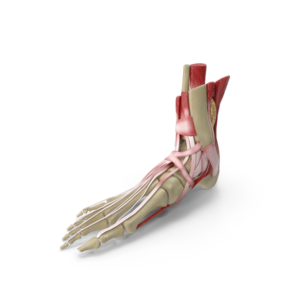 Gross Anatomy: Anatomical Foot PNG & PSD Images Gross Anatomy: Anatomical Foot PNG & PSD Images