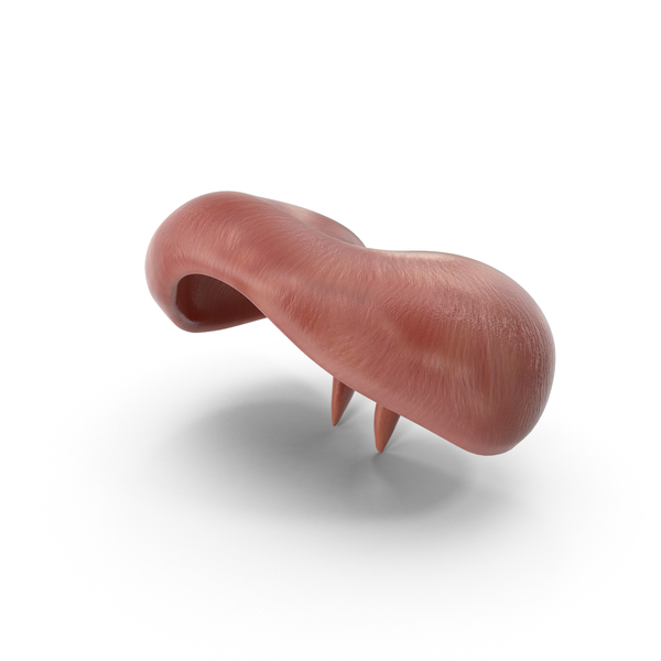 Anatomical Human Diaphragm PNG & PSD Images Anatomical Human Diaphragm PNG & PSD Images