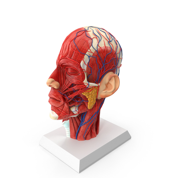 Anatomy Head PNG & PSD Images