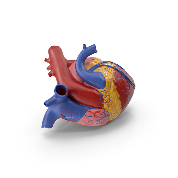 Human: Anatomy Heart Medical Plastic Model PNG & PSD Images