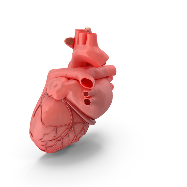 Anatomy of the Heart Sections of Human Organs PNG & PSD Images Anatomy of the Heart Sections of Human Organs PNG & PSD Images
