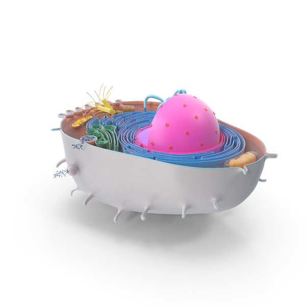 Animal Cell PNG & PSD Images