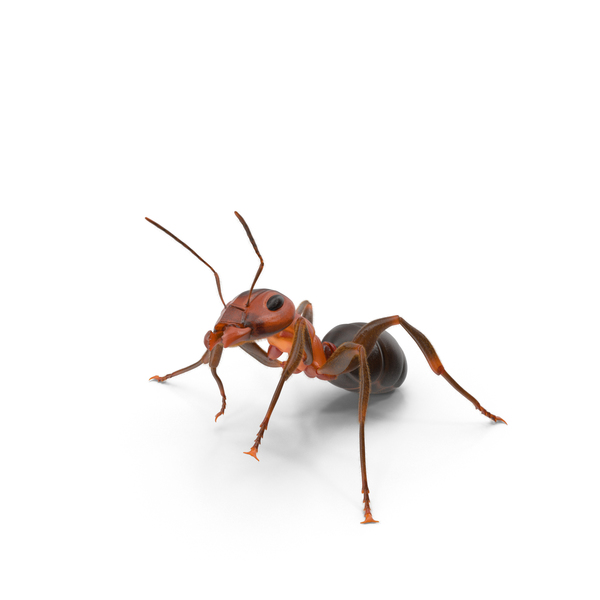 Ant PNG & PSD Images