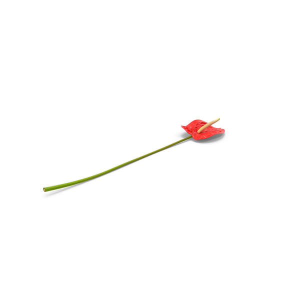 Anthurium PNG & PSD Images Anthurium PNG & PSD Images