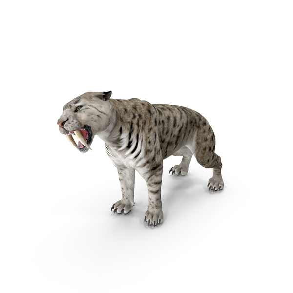 Tiger: Arctic Saber Tooth Cat Growls Pose PNG & PSD Images