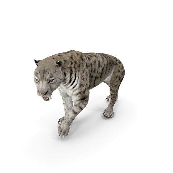 Tiger: Arctic Saber Tooth Cat Walking Pose PNG & PSD Images Tiger: Arctic Saber Tooth Cat Walking Pose PNG & PSD Images