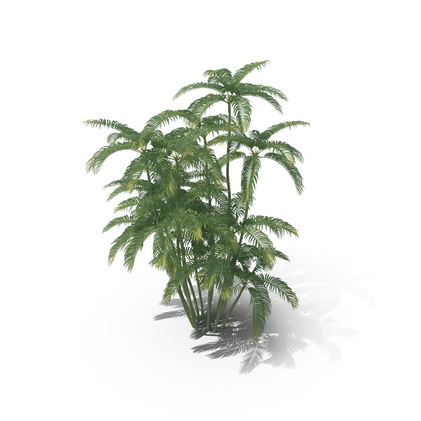 Tree: Areca Palm Medium PNG & PSD Images Tree: Areca Palm Medium PNG & PSD Images
