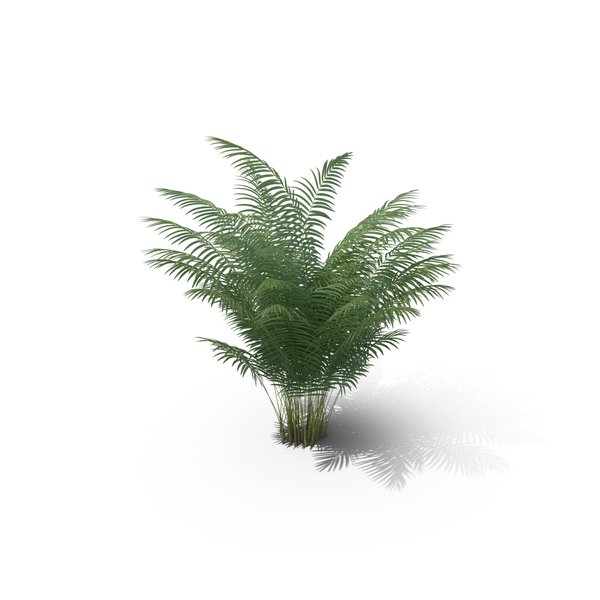 Areca Palm Small Png Images Psds For Download Pixelsquid S11204011f