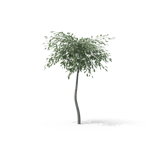 Tree: Argentea Creeping Willow PNG & PSD Images Tree: Argentea Creeping Willow PNG & PSD Images