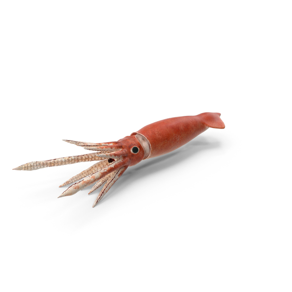 Arrow Squid Doryteuthis Plei PNG & PSD Images Arrow Squid Doryteuthis Plei PNG & PSD Images