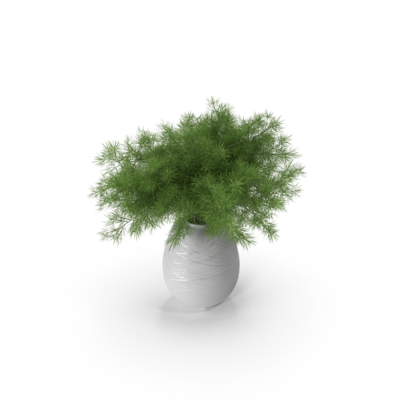 Asparagus PNG & PSD Images Asparagus PNG & PSD Images