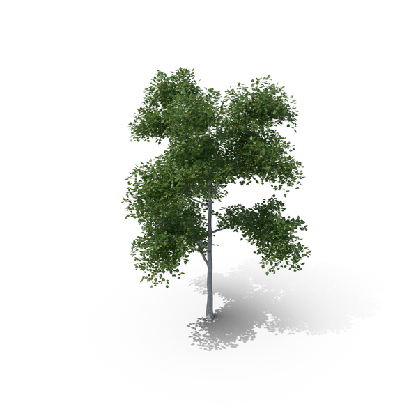 Aspen Tree PNG & PSD Images Aspen Tree PNG & PSD Images