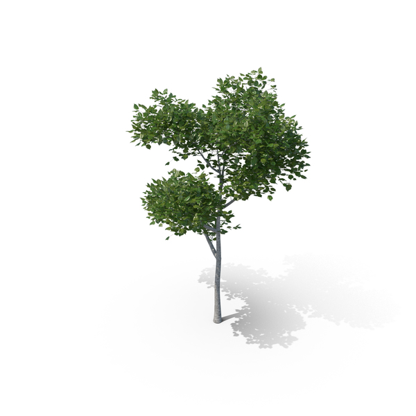Quaking: Aspen Tree PNG & PSD Images Quaking: Aspen Tree PNG & PSD Images
