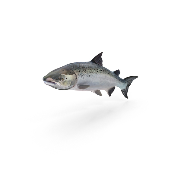 Atlantic Salmon PNG & PSD Images Atlantic Salmon PNG & PSD Images