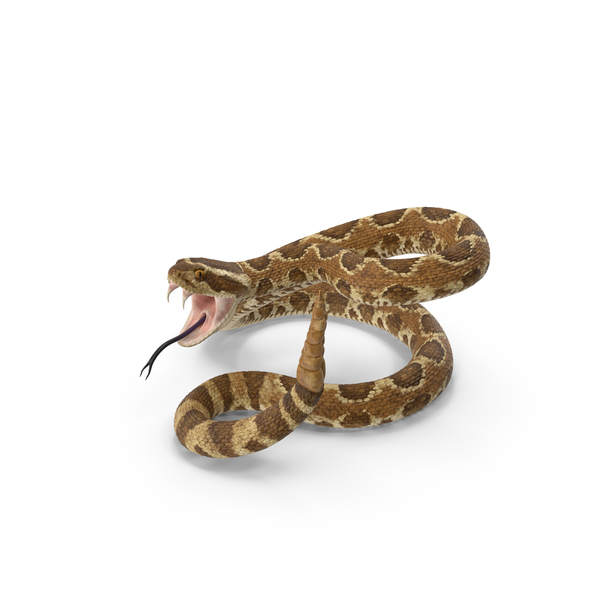 Attacking Light Rattlesnake PNG & PSD Images