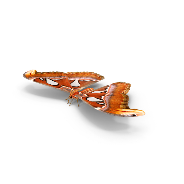 Attacus Atlas Moth Sitting Pose with Fur PNG & PSD Images Attacus Atlas Moth Sitting Pose with Fur PNG & PSD Images