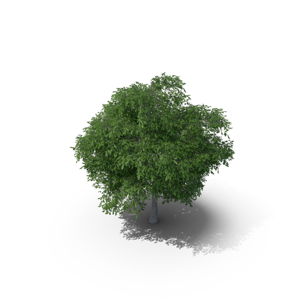 Austrian Oak Tree PNG & PSD Images Austrian Oak Tree PNG & PSD Images