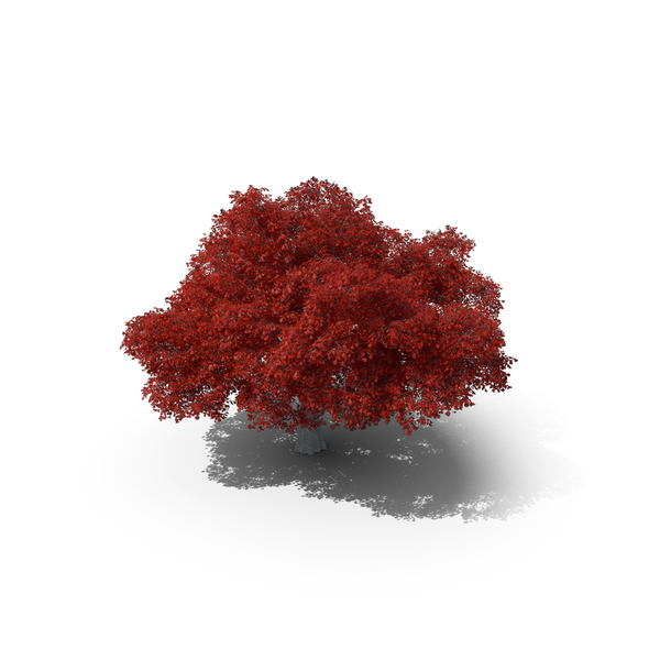 Austrian Oak Tree PNG & PSD Images