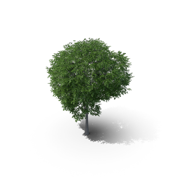 Austrian Oak Tree PNG & PSD Images Austrian Oak Tree PNG & PSD Images