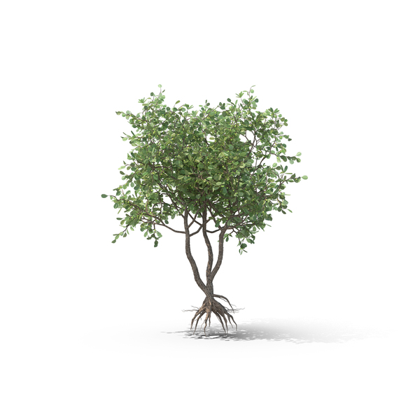 Deciduous: Autograph Tree PNG & PSD Images Deciduous: Autograph Tree PNG & PSD Images