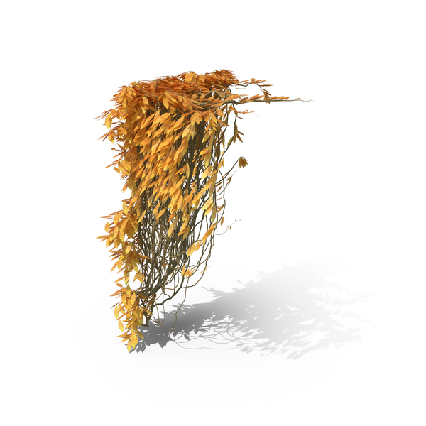 Autumn Ivy PNG & PSD Images Autumn Ivy PNG & PSD Images