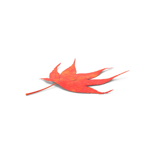 Autumn Leaf PNG & PSD Images Autumn Leaf PNG & PSD Images